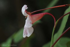 Impatiens grandis